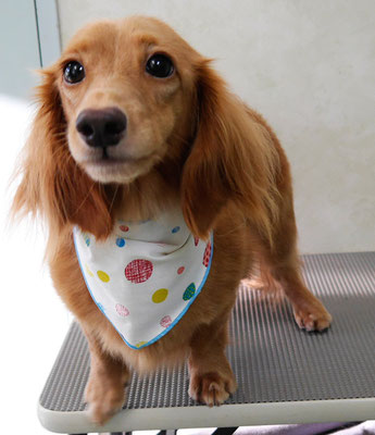 石守リッキーちゃん