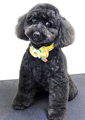 本坊ダノちゃん