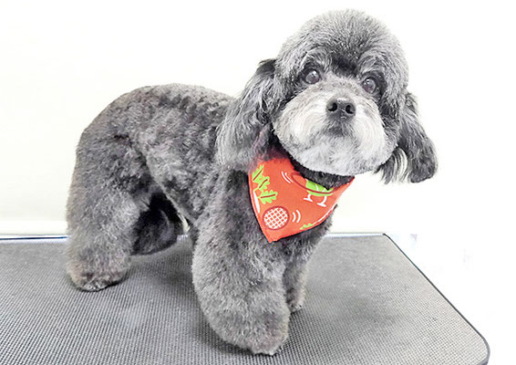 菅原クーちゃん