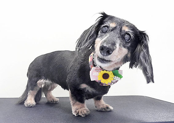 谷口チョコちゃん