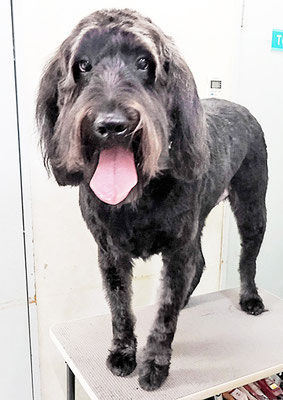 田代ロッティちゃん