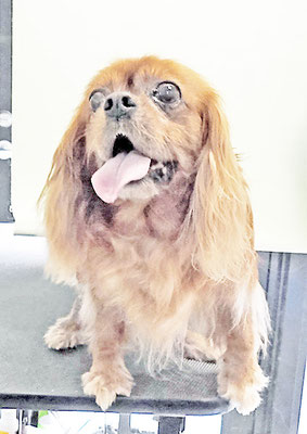 橋口ルビーちゃん