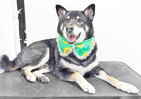 貴島ボタンちゃん