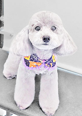 田中ロビンちゃん