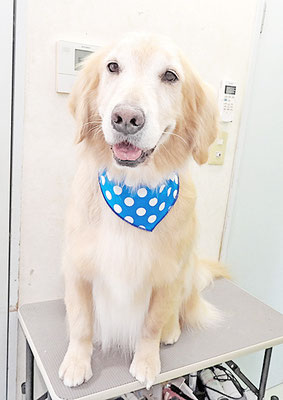 片柳ハークちゃん