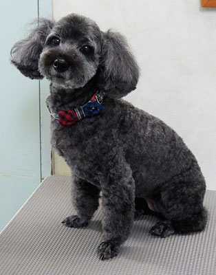 本渡プリンちゃん