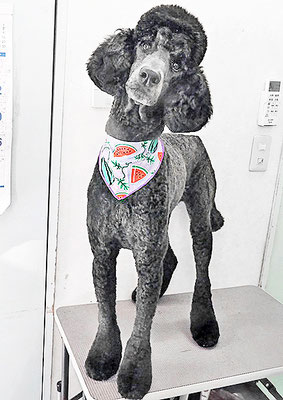 中野小豆ちゃん