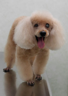 佐藤ナルトちゃん