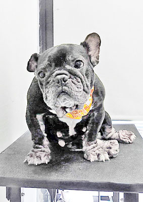 岸下すももちゃん