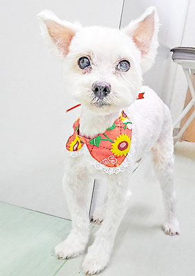 福元ミルクちゃん