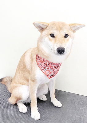 玖須ルビーちゃん