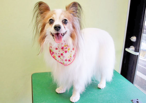 吉田パピちゃん