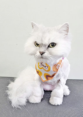 池平ロアちゃん