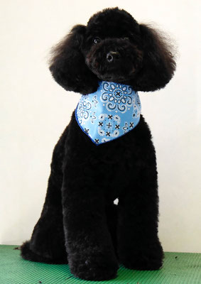 本坊ダノちゃん