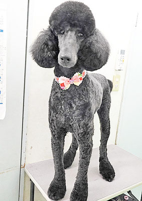 中野小豆ちゃん