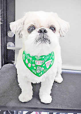 武田チャモちゃん