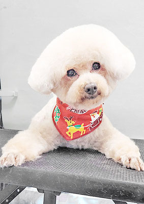 脇田茶々ちゃん