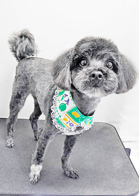 山口オレオちゃん