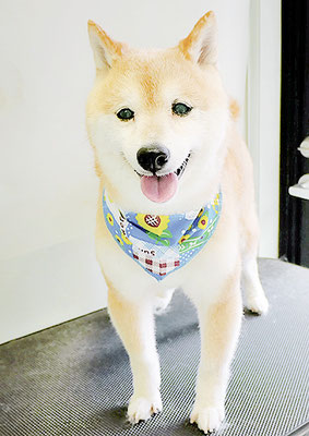 中森ラフちゃん