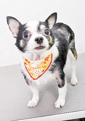 大山ビビちゃん