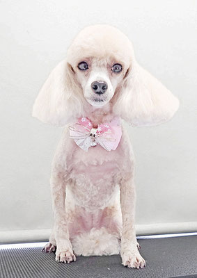 新留モコちゃん