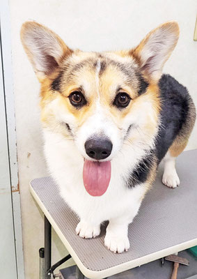 瀬戸口ラスティちゃん