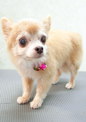 江上ベベちゃん