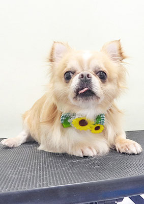 大山ココちゃん