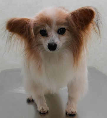 児島ヴィヴィアンちゃん