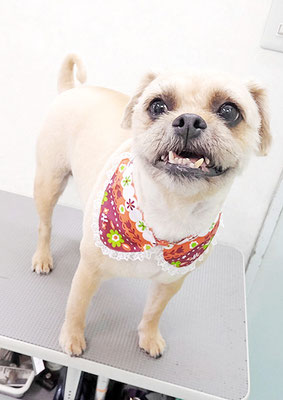 徳田きなこちゃん