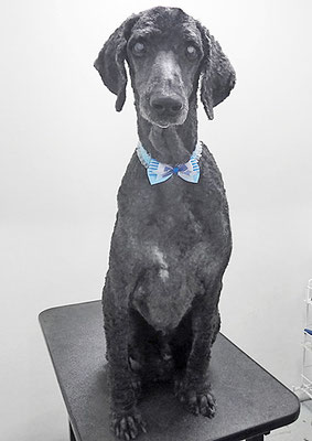 瀬戸山ココアちゃん