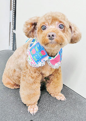 新屋敷コウちゃん