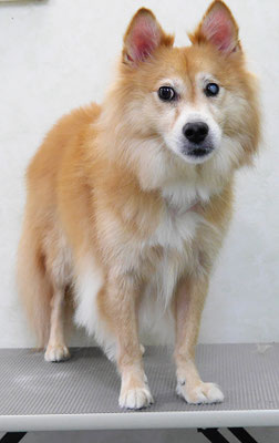 菊池ゴンちゃん