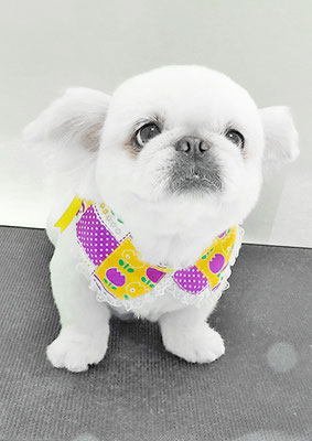 本多かずはちゃん