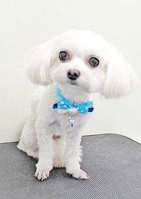 前原バニラちゃん