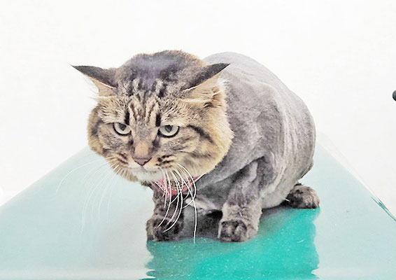 迫田にゃにゃちゃん