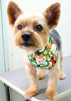 中野ルパンちゃん