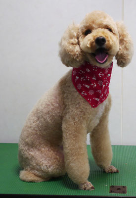 岩元アップちゃん