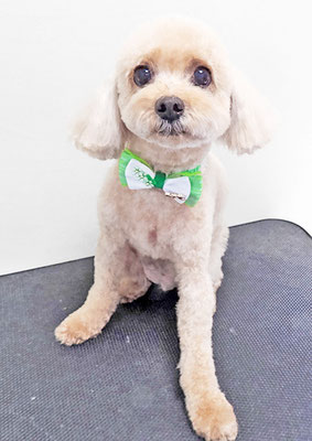 鎌田ミントちゃん