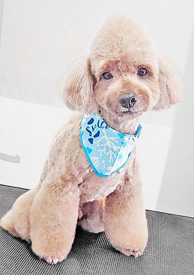 武田獅子丸ちゃん