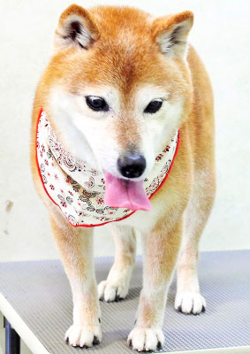 藤井リンちゃん