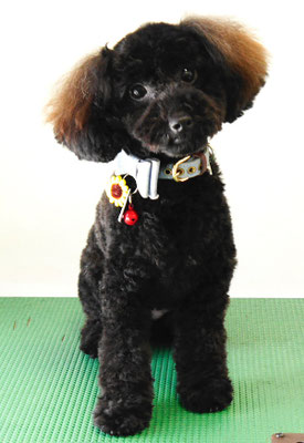 川畑きなこちゃん