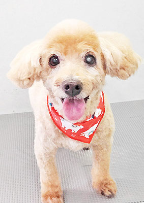 本田ゆめちゃん