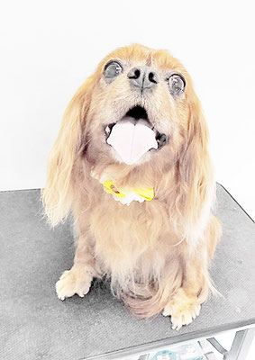 橋口ルビーちゃん