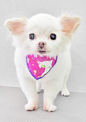 上馬場ゆきちゃん