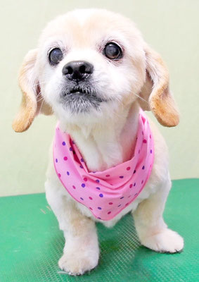 濱平メルちゃん