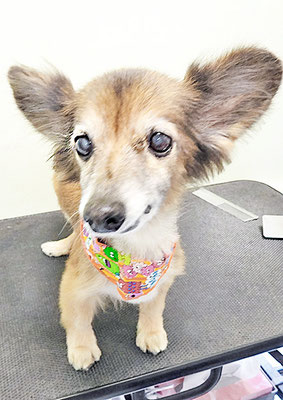 田島ベリちゃん