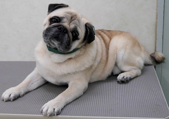 重野ルディちゃん