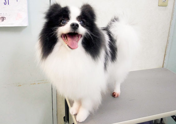 森崎マリアンちゃん