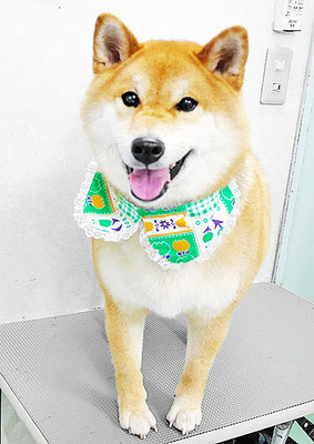 佐野りくちゃん